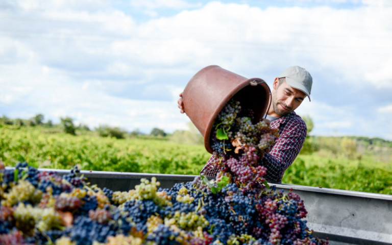 agriculteur avec des raisins (960x600)