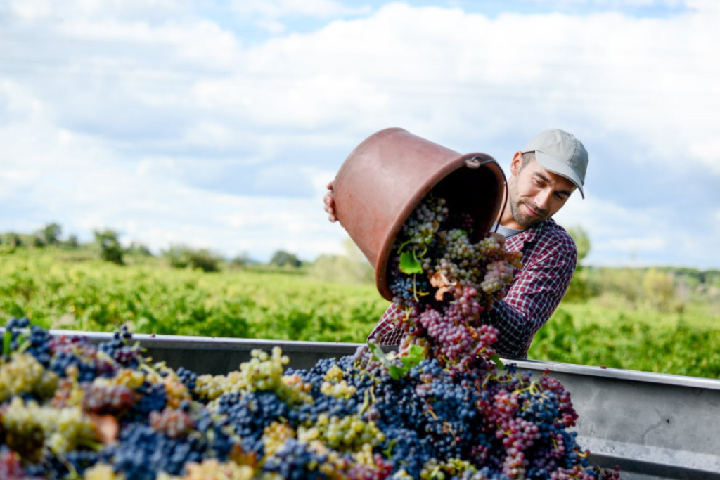 agriculteur avec des raisins (960x600)